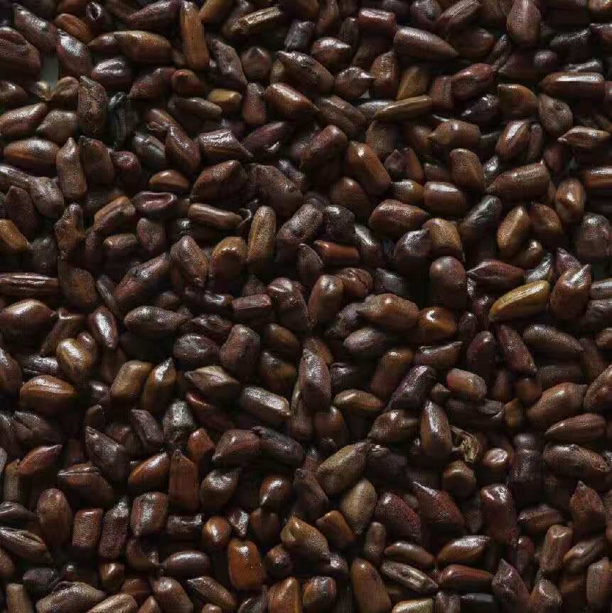 Cassia Tora Seeds