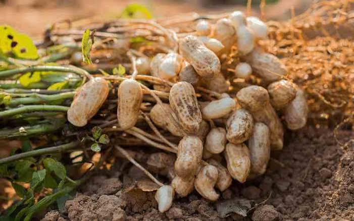 Groundnuts