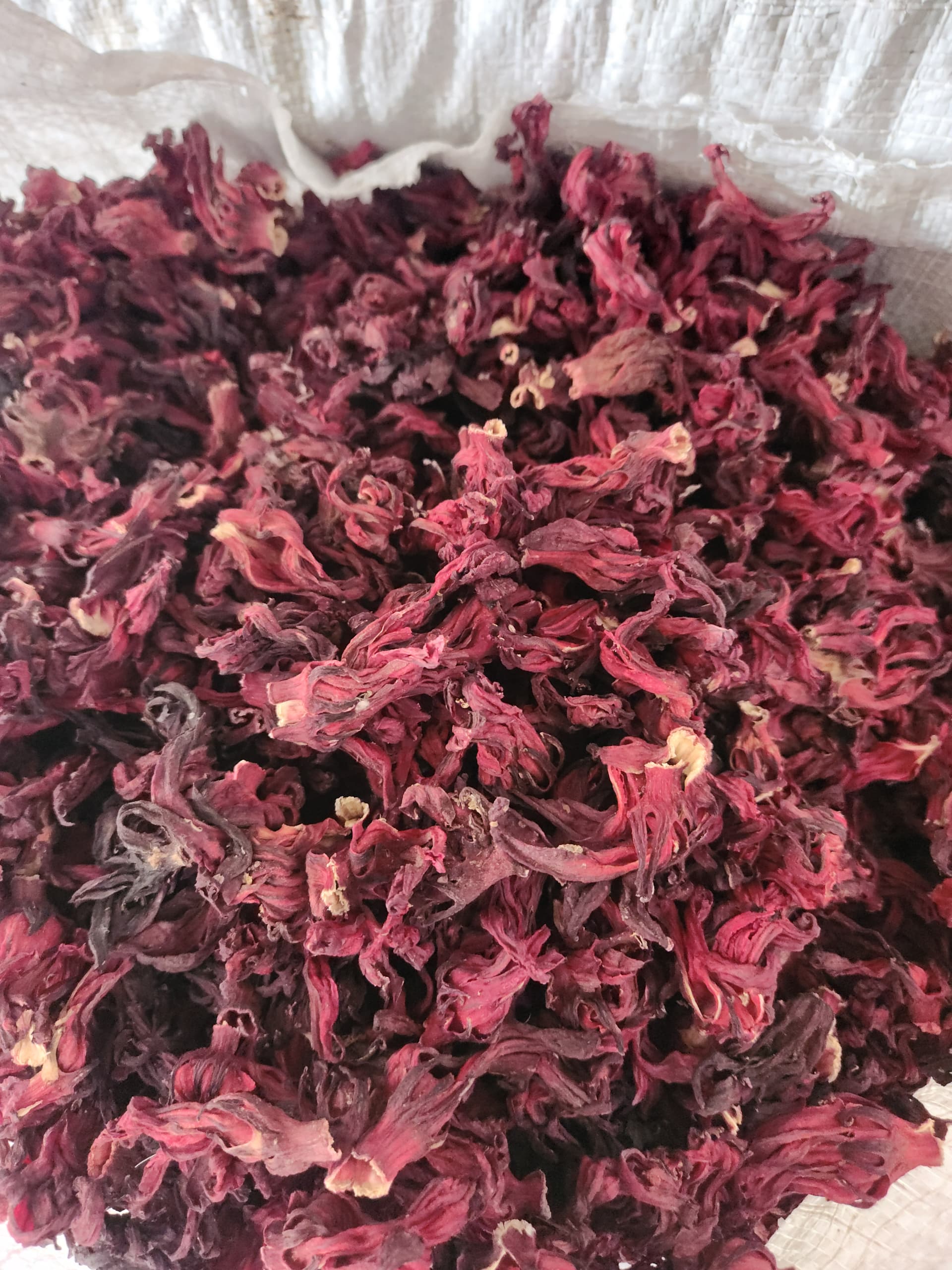 Hibiscus Flowers
